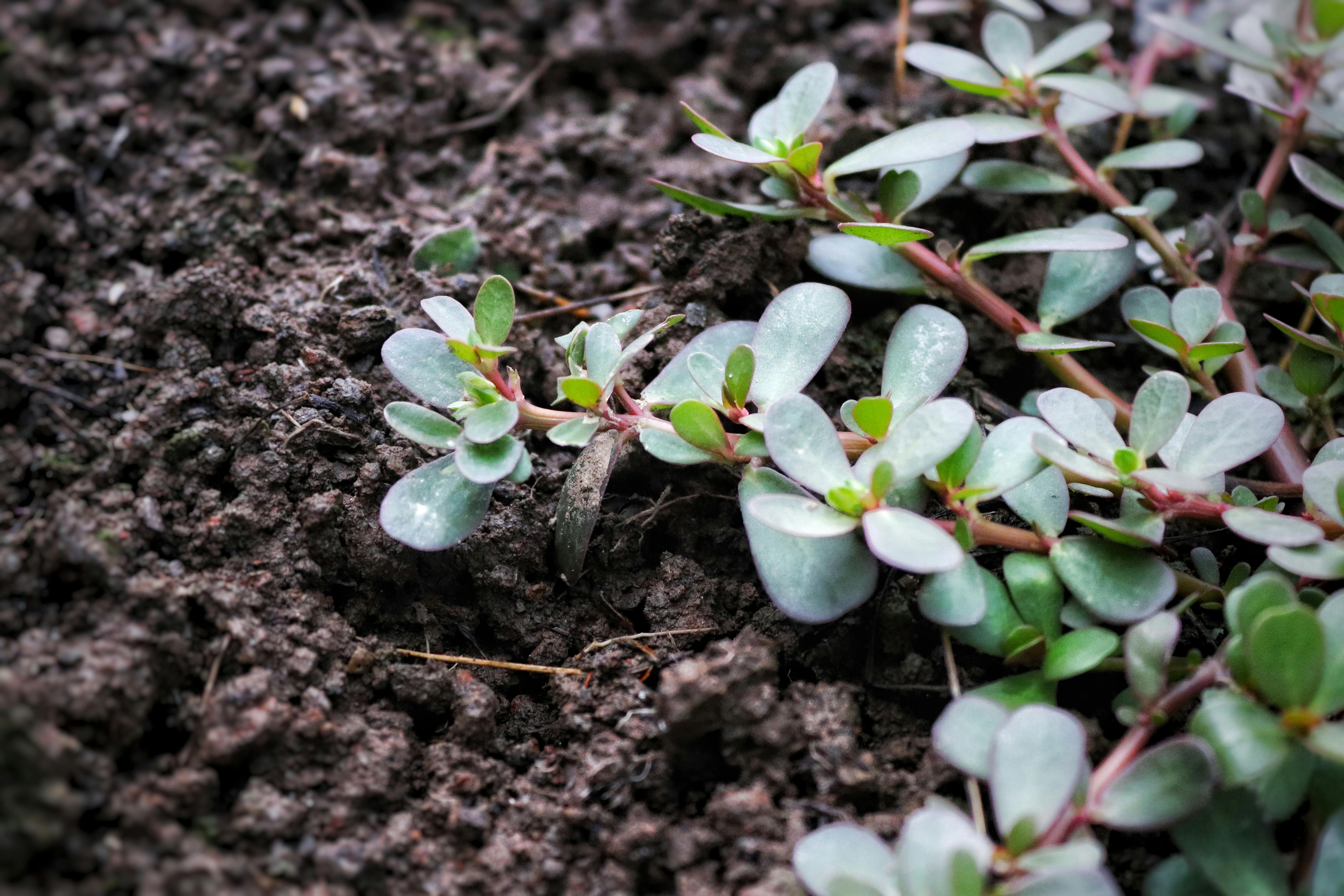 Free stock photo of fresh vegetable, green, new plant