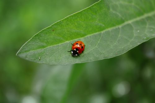 Free A vibrant ladybug resting on a green leaf, capturing the essence of nature's beauty. Stock Photo