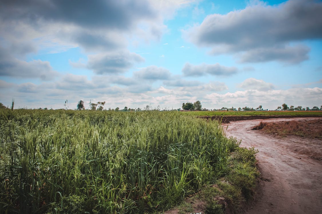 Foto stok gratis agrikultura, awan, bidang