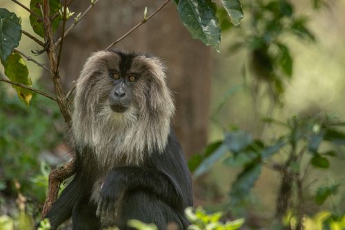 Free A close-up portrait of a Lion-tailed Macaque, illustrating wildlife behavior in a forest setting. Stock Photo