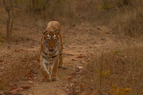 Tiger Walking on Path in Wild Landscape