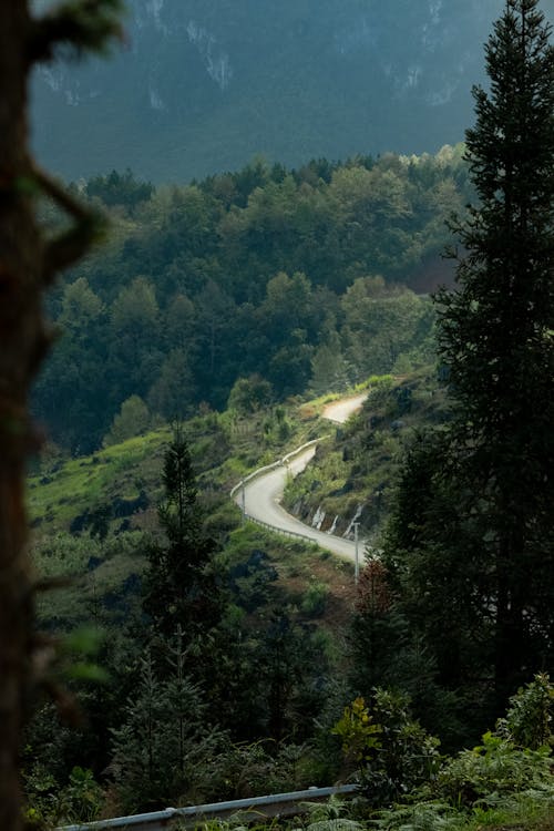 Foto stok gratis belokan, hutan, jalan