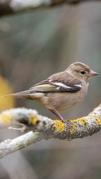 A delicate songbird rests on a moss-covered branch, surrounded by soft natural tones.