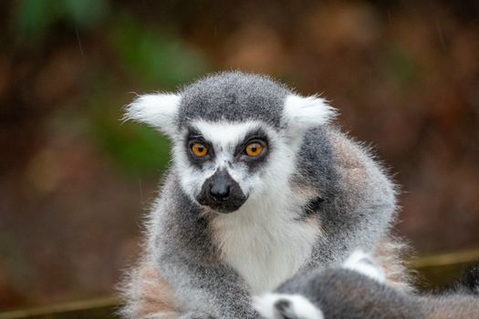 Andasibe indri lemur spotting — Madagascar