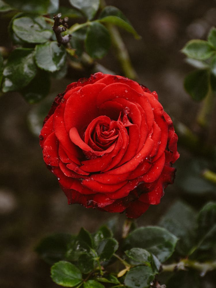 Red Rose Flower