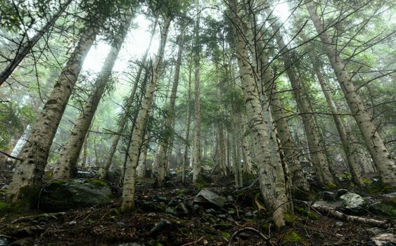 Serene view of a dense pine forest enveloped in soft morning mist, creating a calming atmosphere.