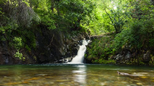 View of a Cascade in a Forest 