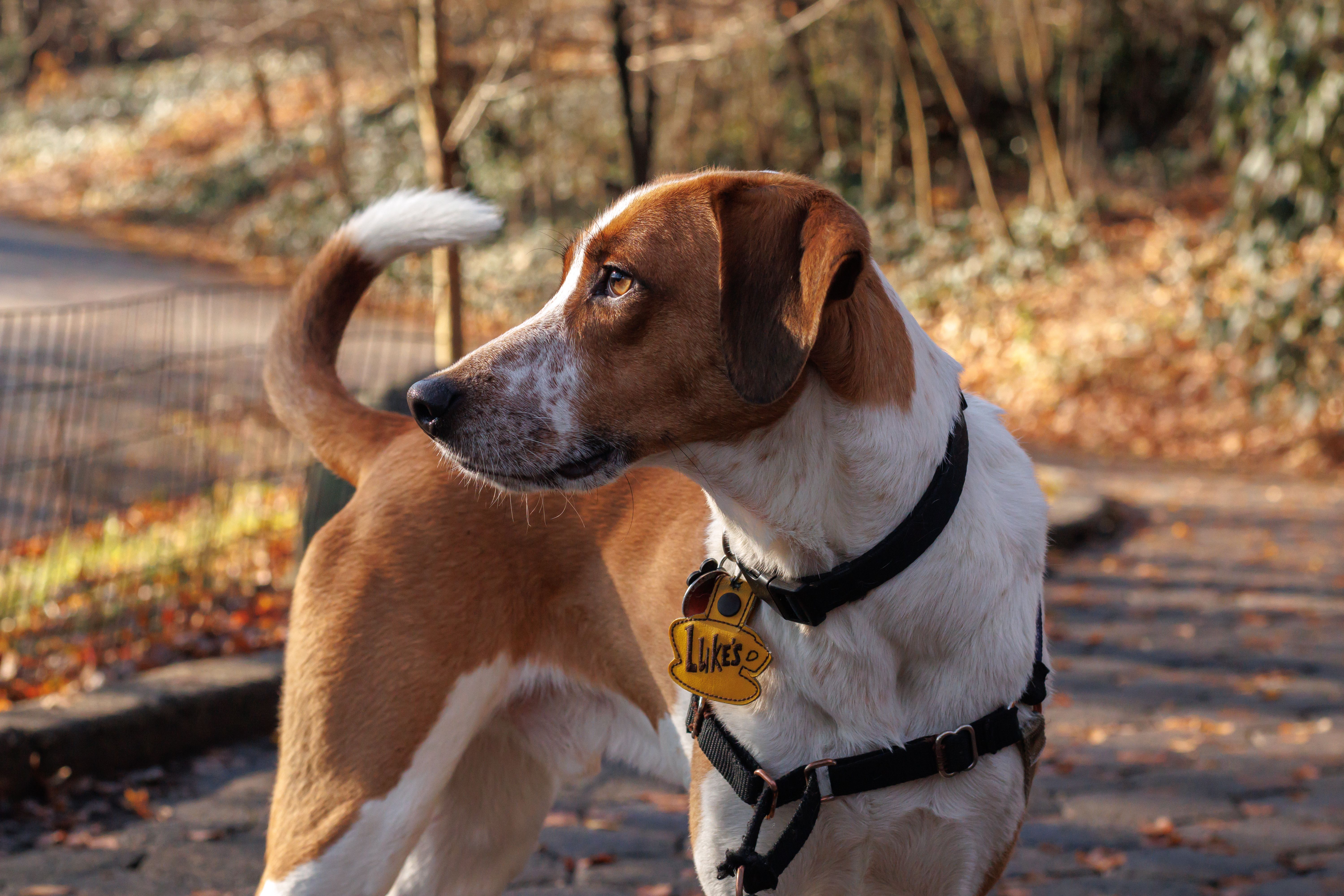 Dog Names