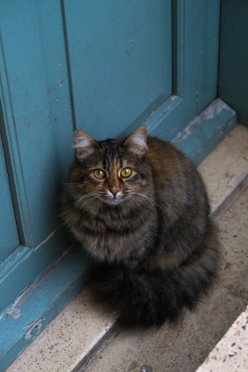 Free A cute fluffy cat with vibrant eyes sitting by a blue door, exuding charm and innocence. Stock Photo