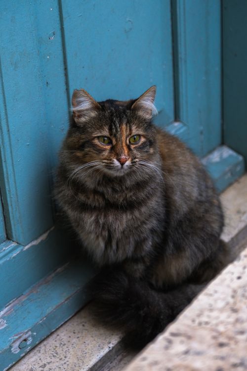 Free A fluffy brown and black cat comfortably sits near a vintage blue door, exuding a relaxed vibe. Stock Photo