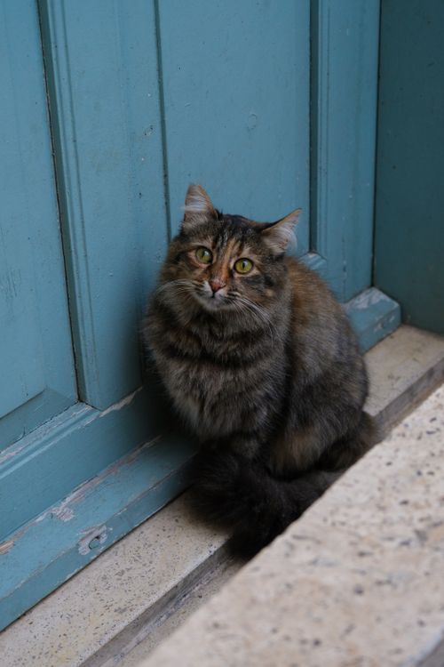 Free A fluffy domestic cat sitting by a blue door on a stone floor. Stock Photo