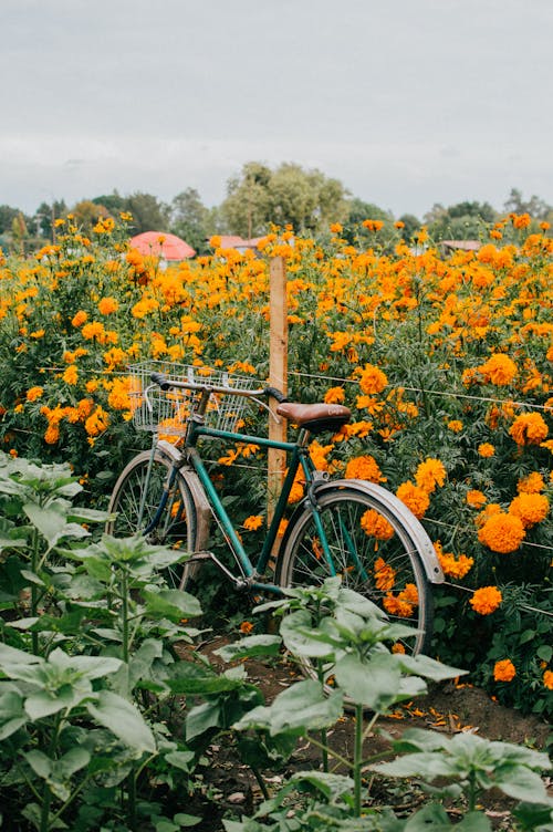 Bike near Field of Orange Flowers