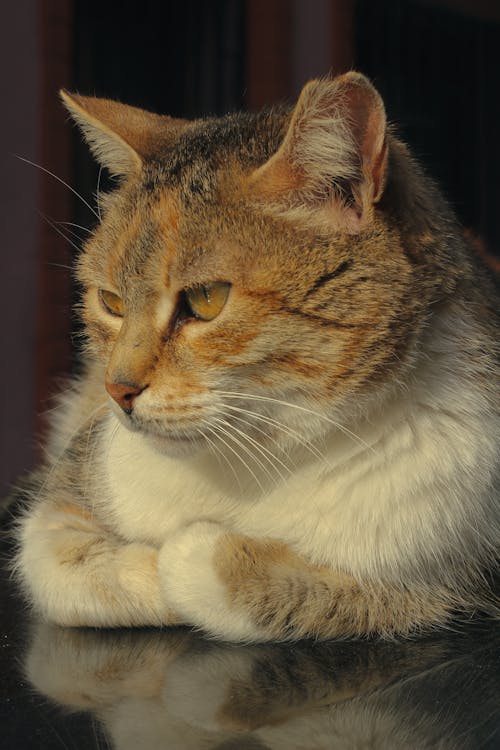 Foto profissional grátis de animal, animal de estimação, bonitinho