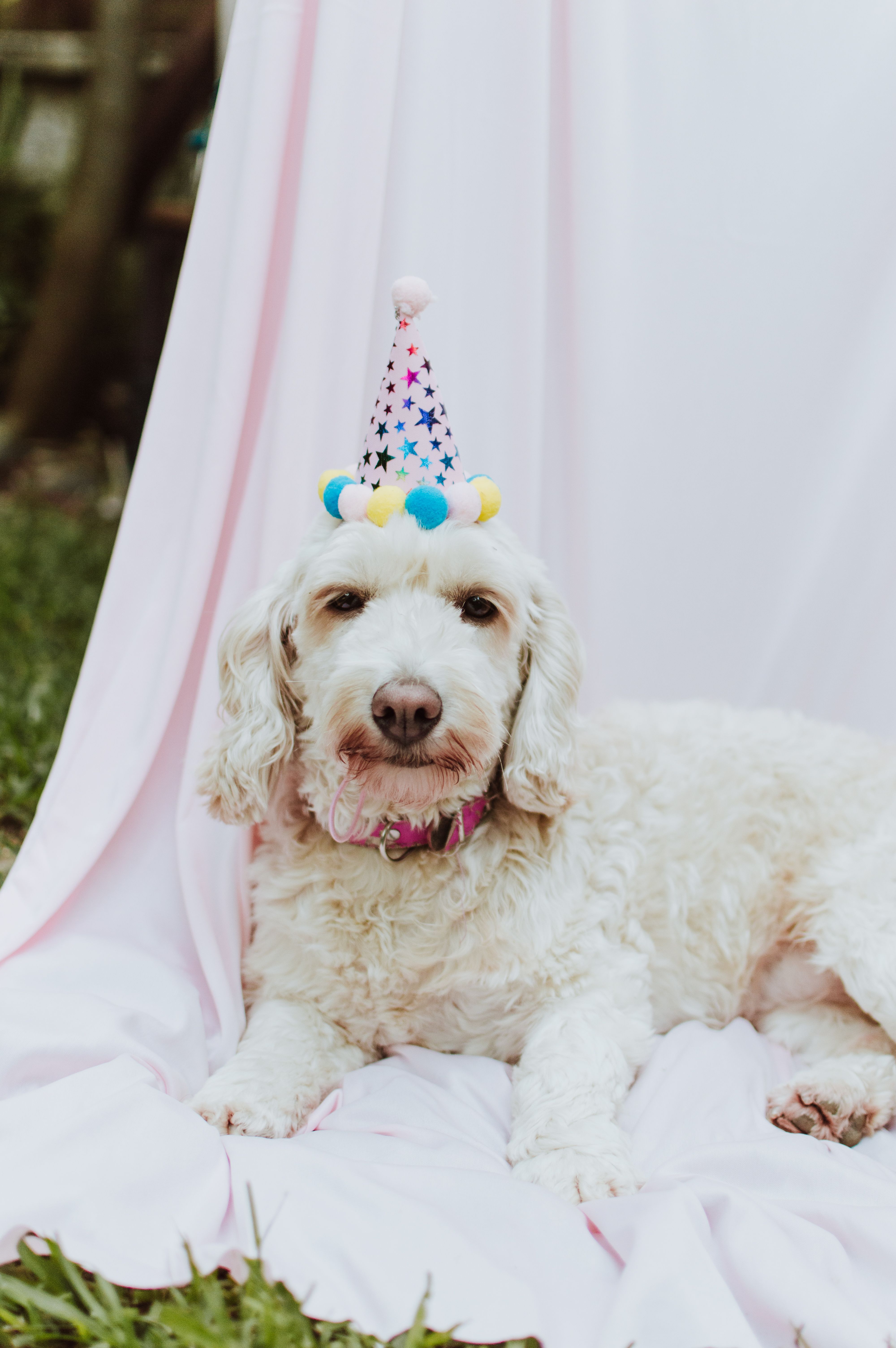 Dog in a Party Hat Lying on the Curtain in the Yard · Free Stock Photo