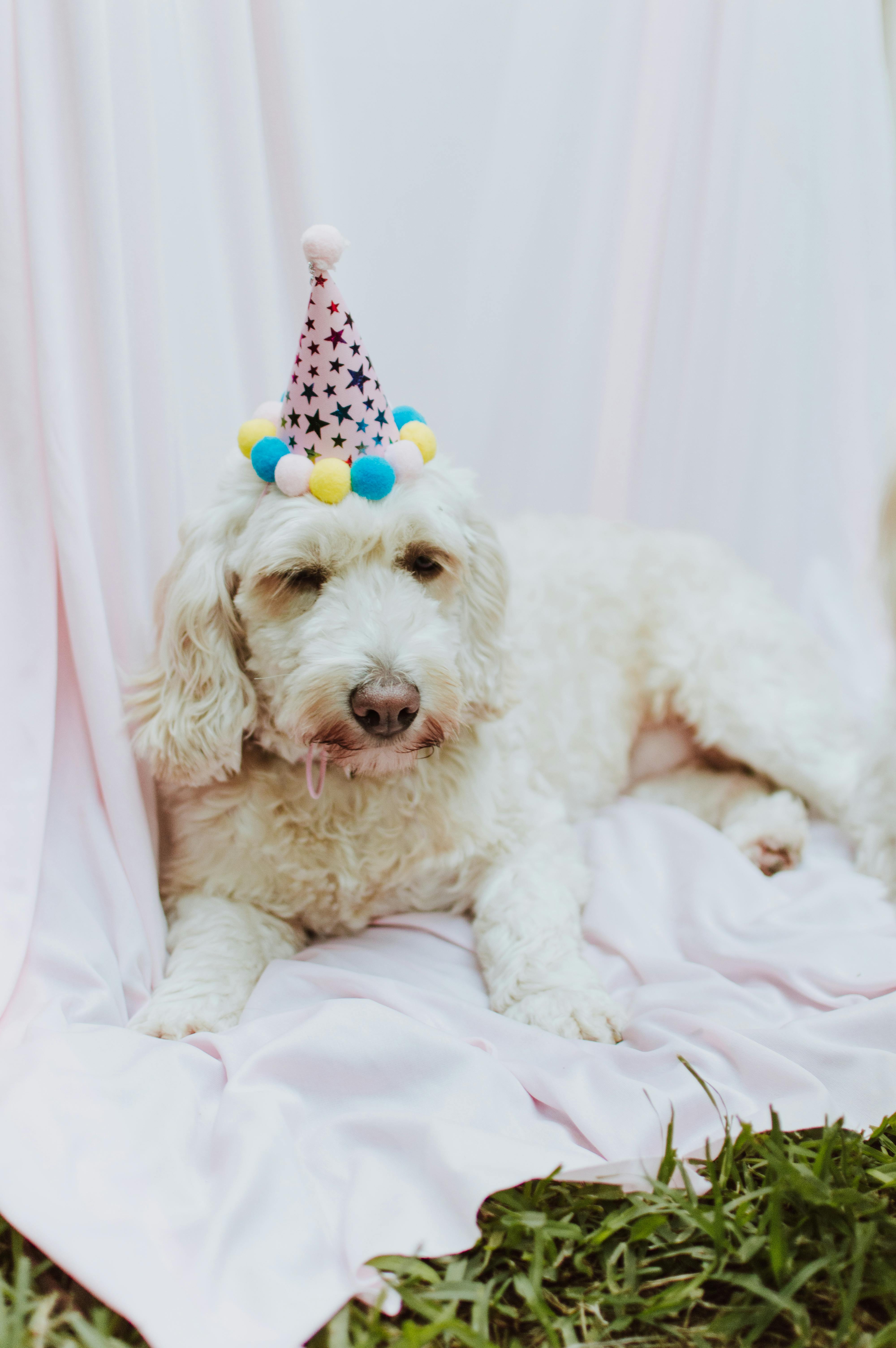 A cute labradoodle wearing a festive party hat, lying on grass in Veracruz.