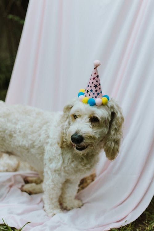 Cute Dog in a Birthday Hat 
