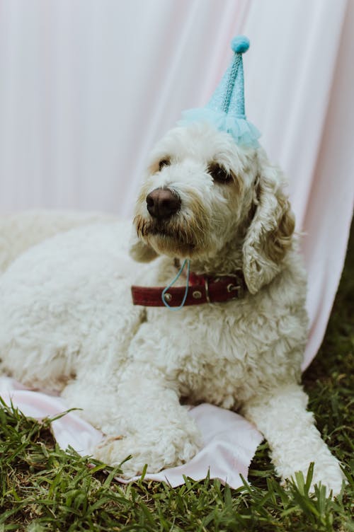 White Dog in Party Hat
