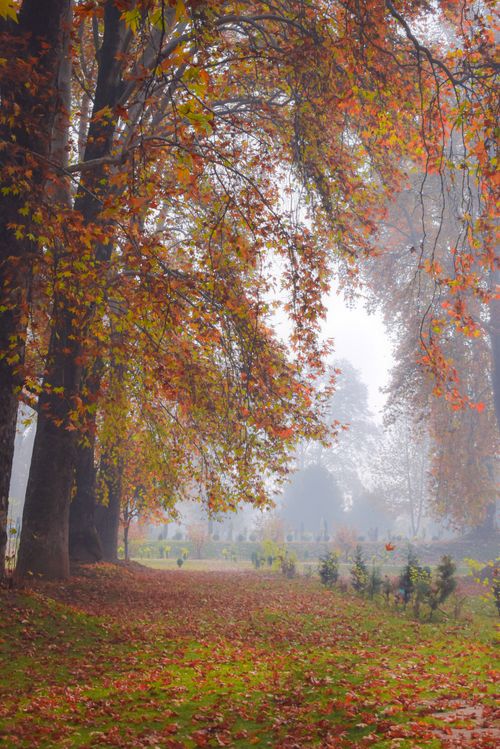 Free Serene autumn scene in Srinagar park with foggy mist and colorful leaves. Stock Photo