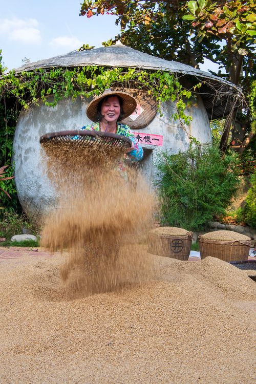 Free A woman in traditional attire sifting grain outdoors in Miaoli, Taiwan. Stock Photo
