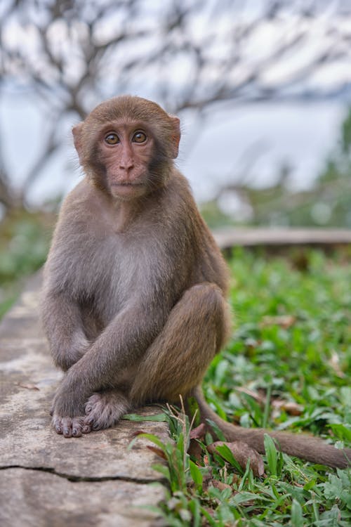 Macaque Monkey Sitting on the Wall