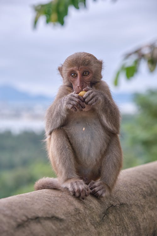 Macaque Eating a Fruit