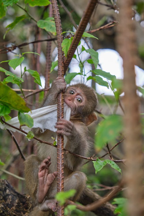 Young Macaque Climbing a Rebar Fence Biting a Piece of Cloth 