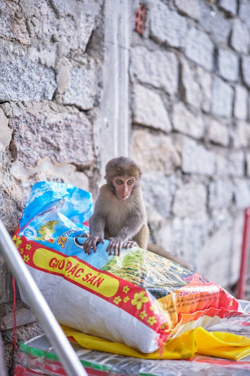Close-up of a Monkey in an Urban Area 