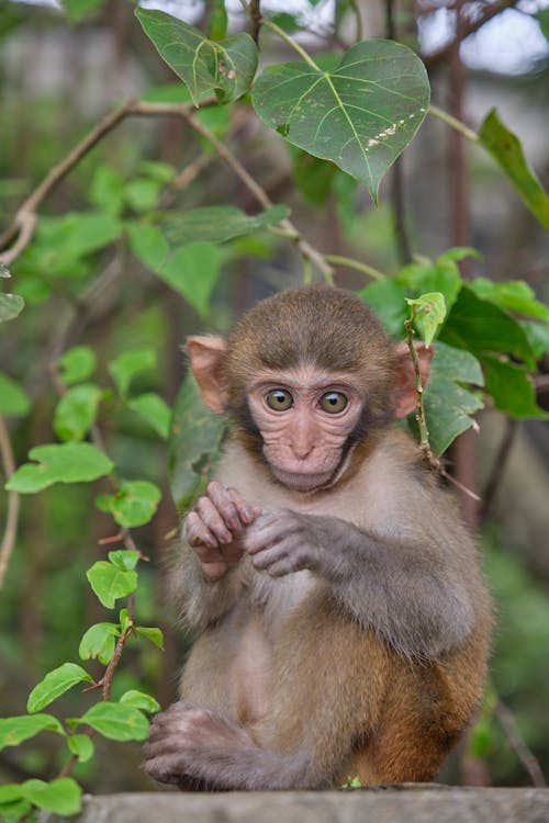 Baby Macaque Monkey