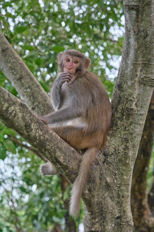 Macaque Monkey on Tree
