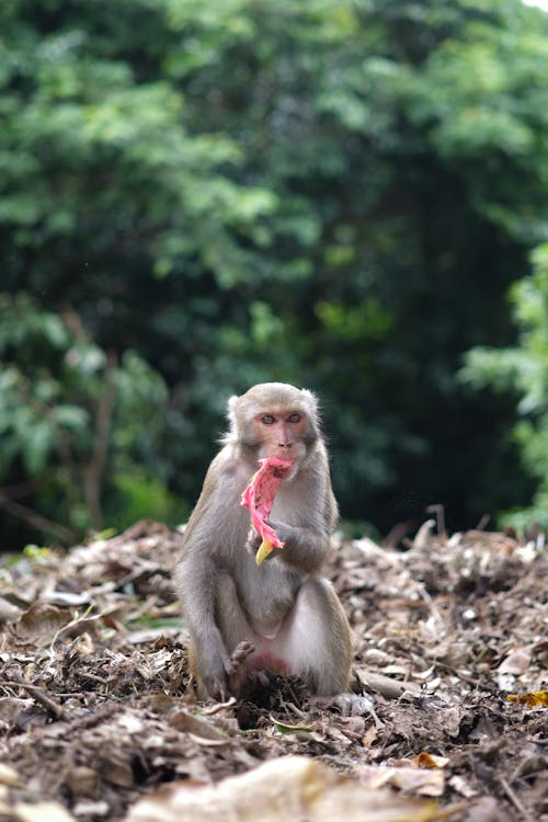 Macaque Monkey Feeding