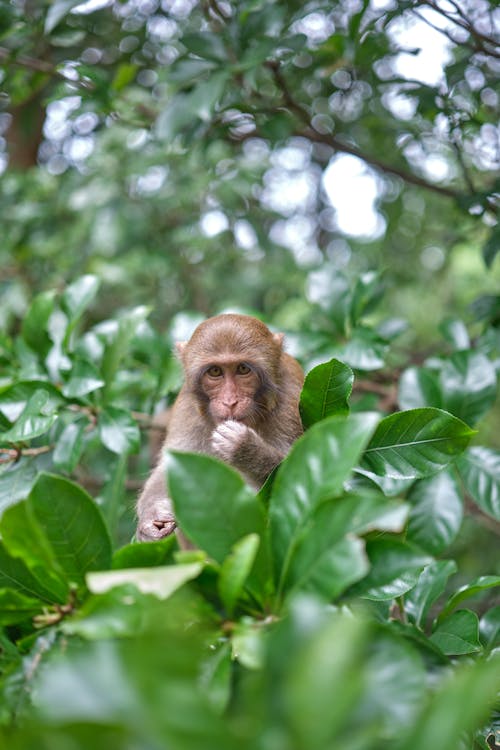 Close-up of a Monkey in the Wilderness 