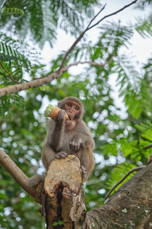 Macaque Eating Ice Cream Sitting on a Tree