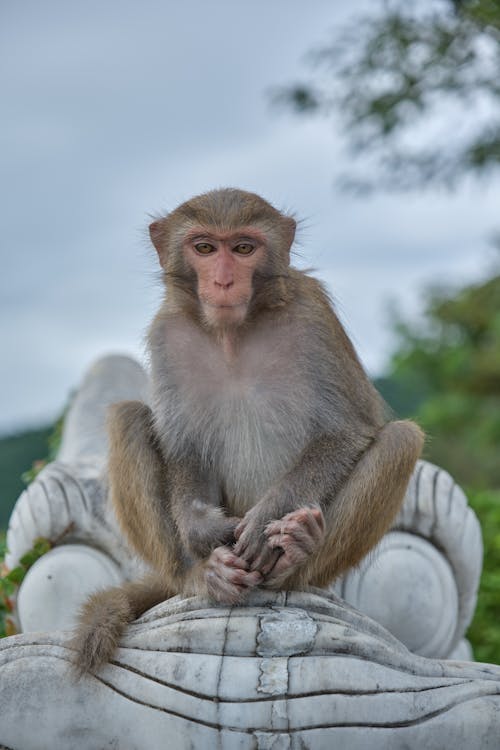 Macaque Monkey Sitting on a Marble Sculpture
