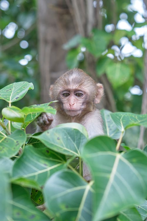 Close-up of a Monkey among Leaves 