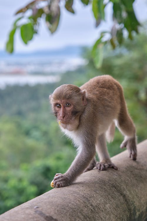 Macaque Monkey Walking Along a Concrete Barrier