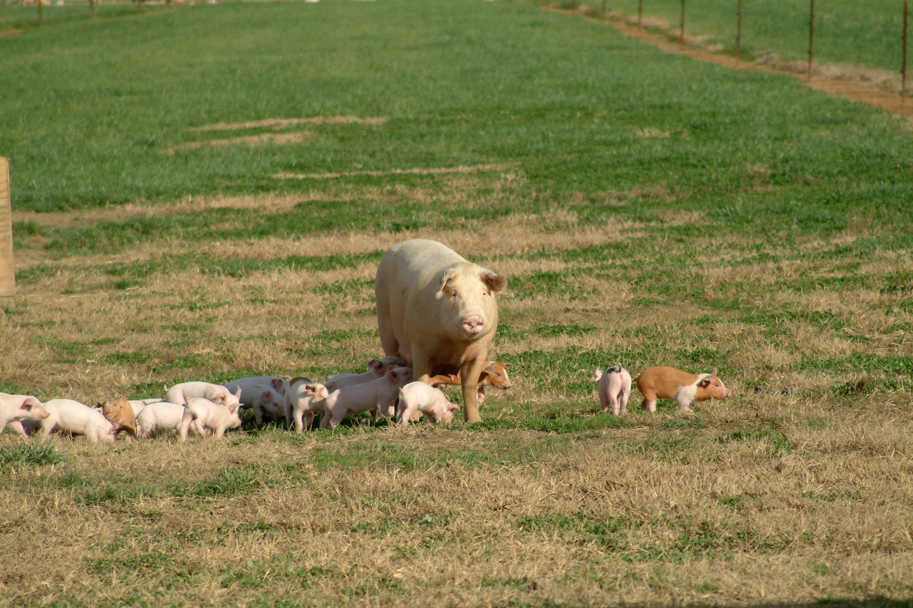 Free stock photo of pasture, piglets, sow
