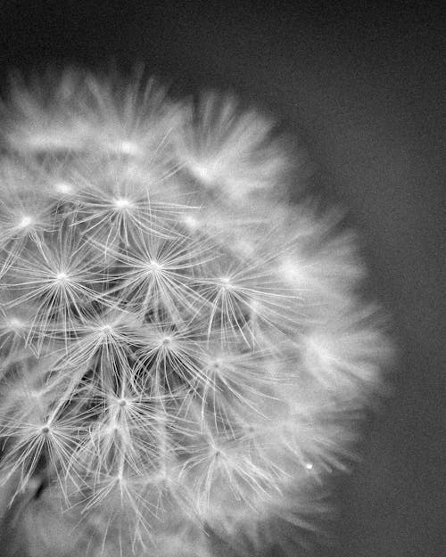 Soft Dandelion in Close-up View