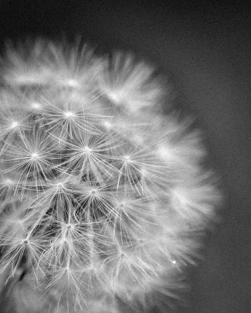 Free Black and white close-up of a delicate dandelion puffball in soft focus. Stock Photo