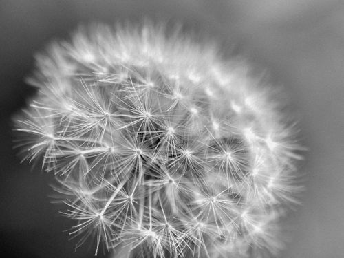 Free Detailed black and white macro of a fluffy dandelion seedhead, highlighting texture. Stock Photo