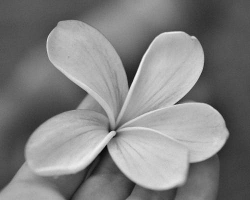 Holding a Frangipani Flower