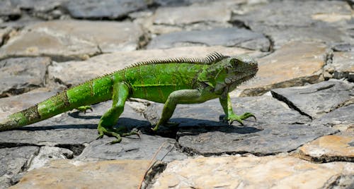 Close-up of a Green Iguana Walking on a Rocky Surface