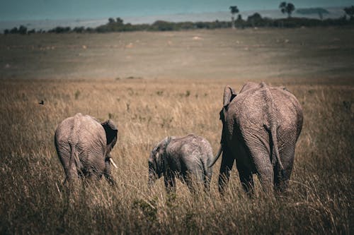 Elephant and Calves on Savanna