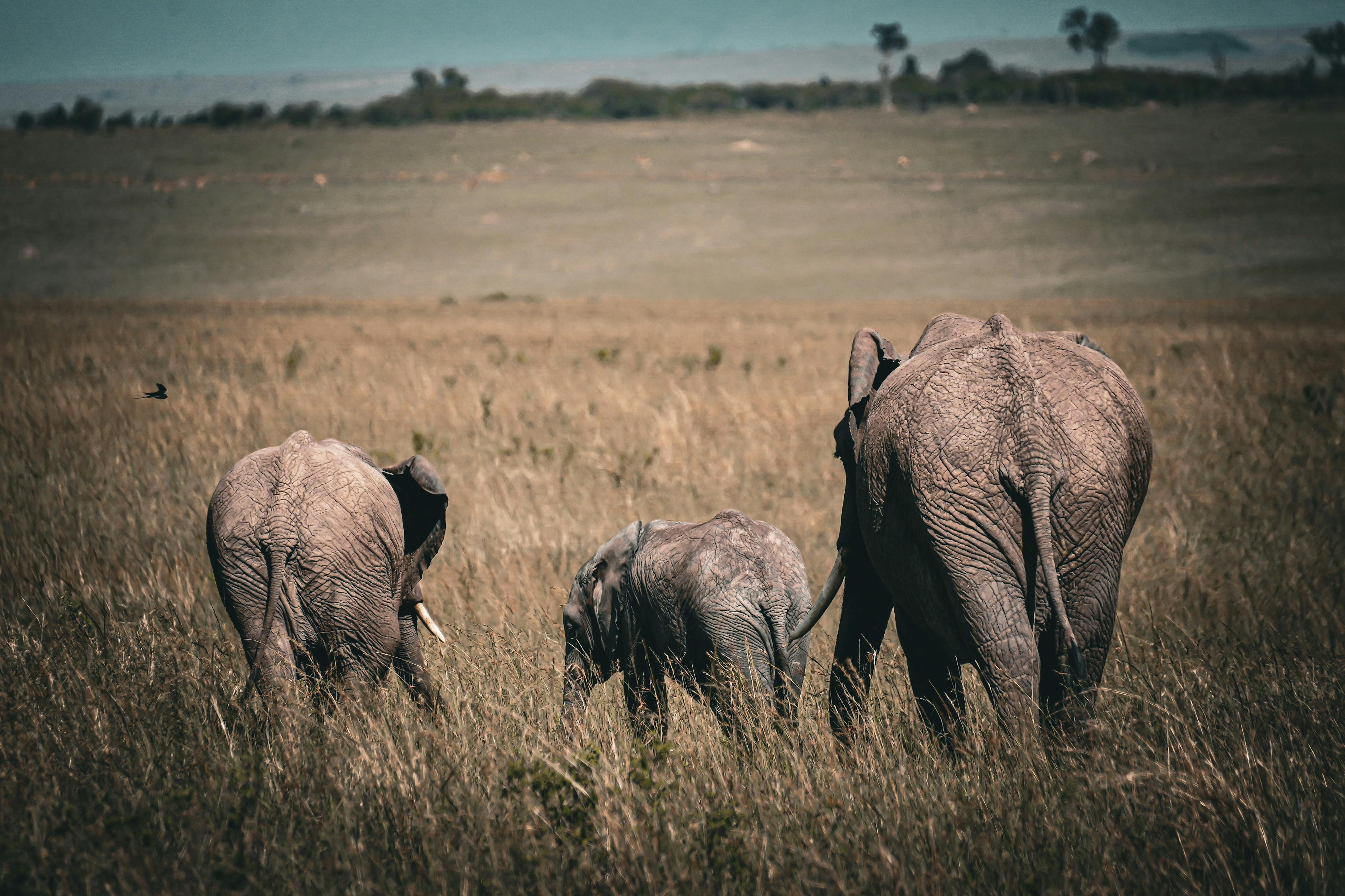 Group of Elephants on Walking on Brown Road during Daytime · Free Stock ...