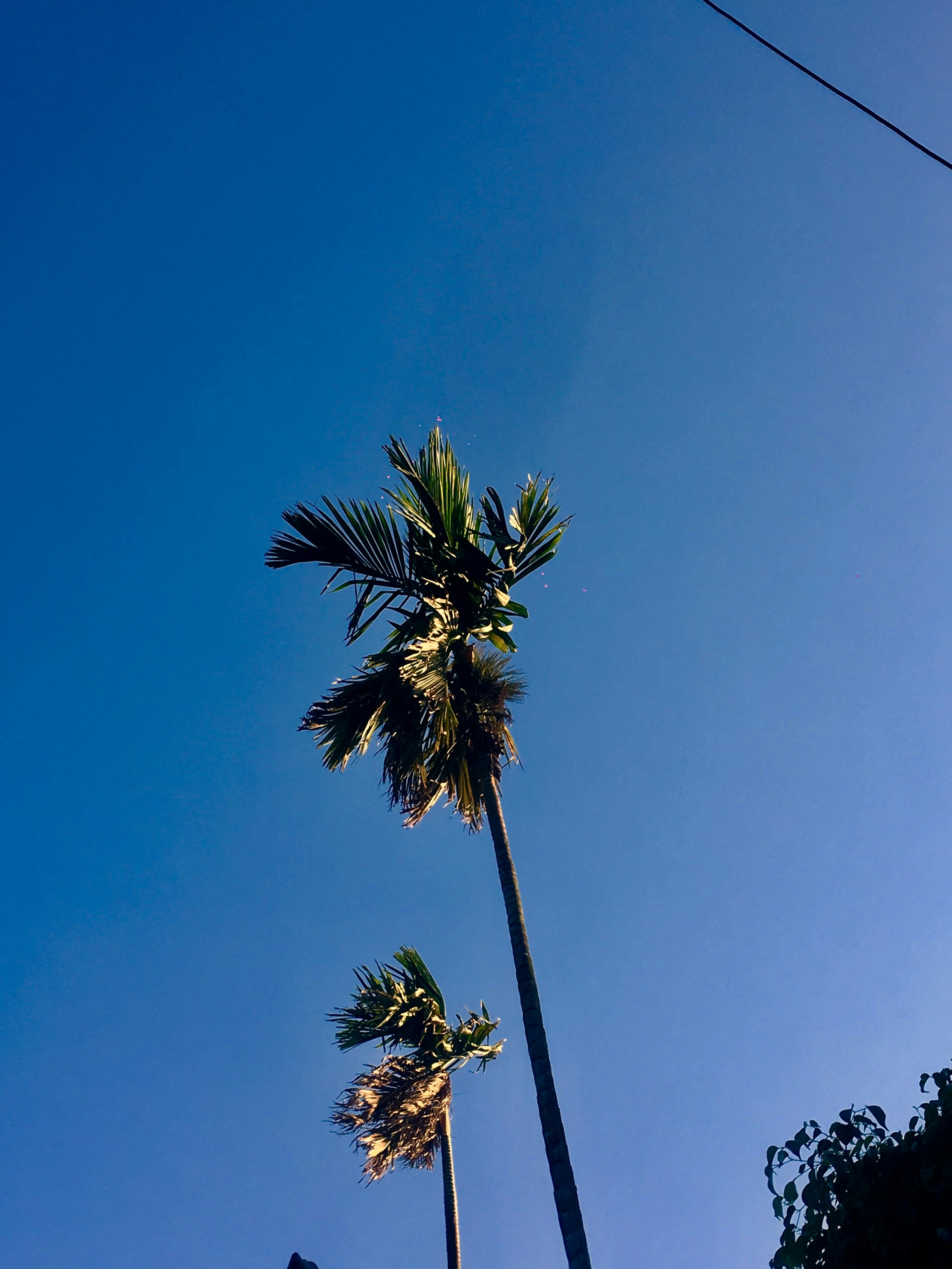 Free stock photo of blue, fan palm, palm tree