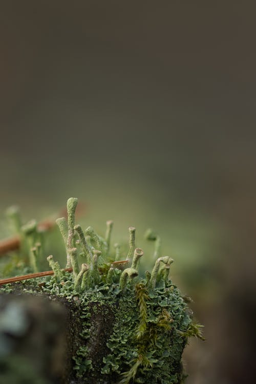 Free stock photo of black forest, lichen, macro photography