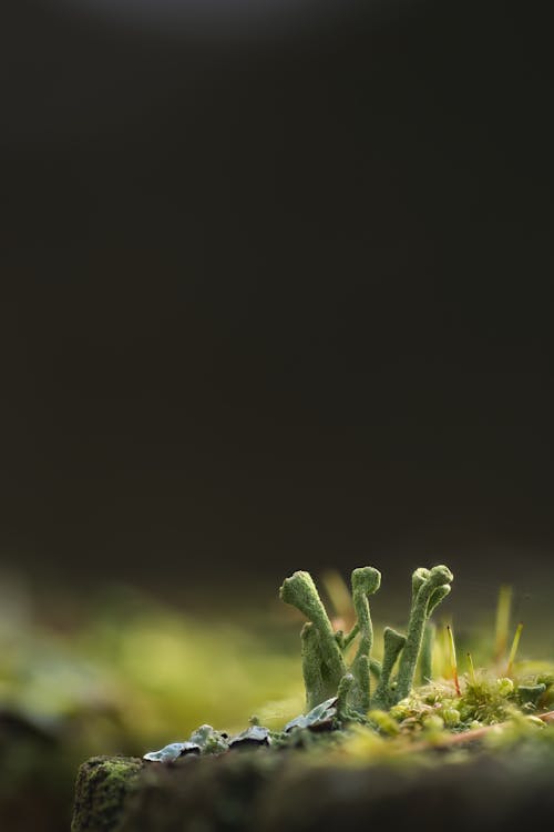 Close-up of Small Green Mushrooms 