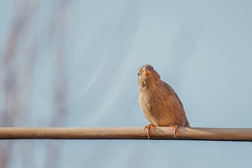 Little Bird on Branch