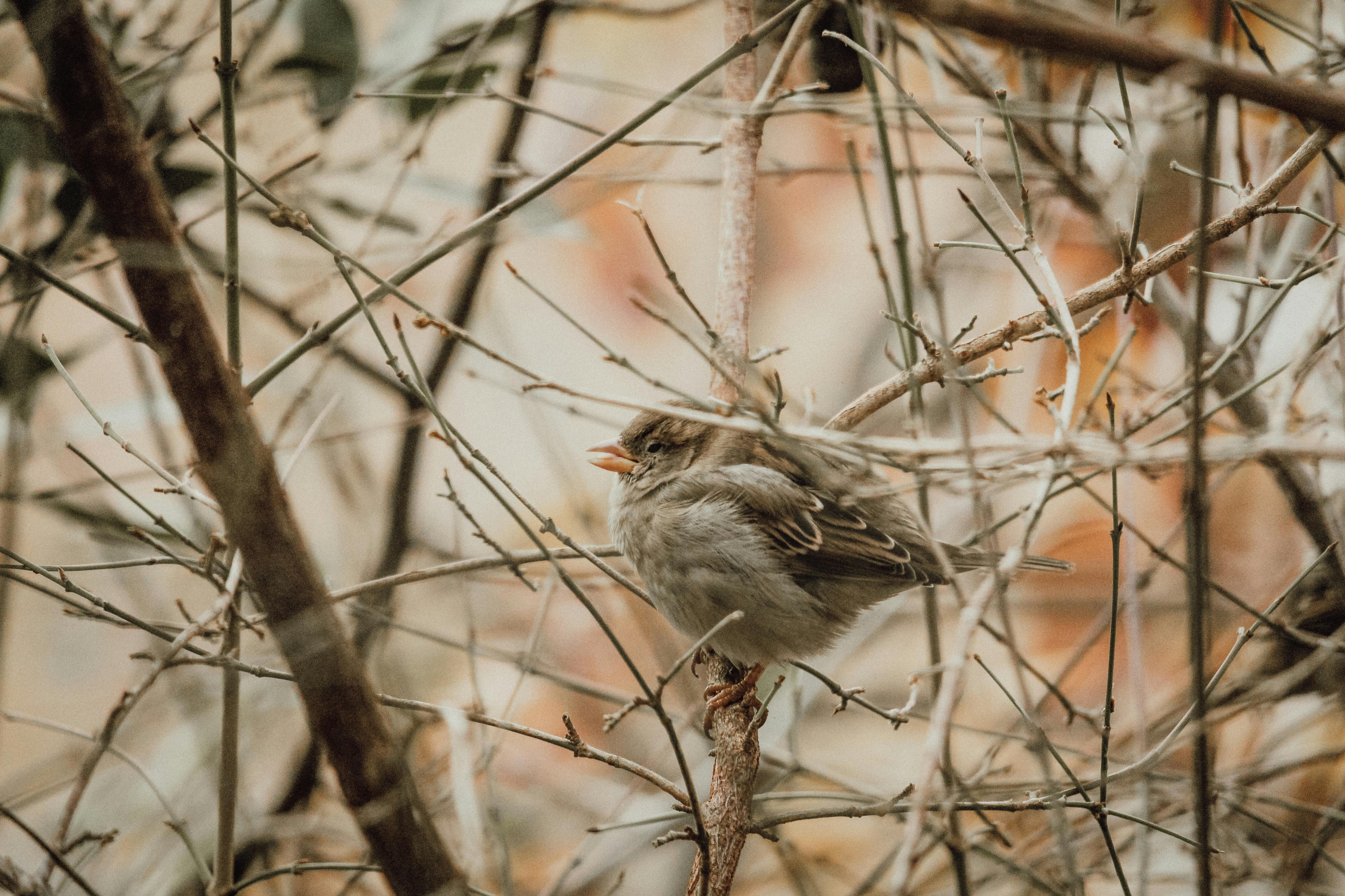A lone sparrow rests quietly on a bare branch amid a sparse winter scene.