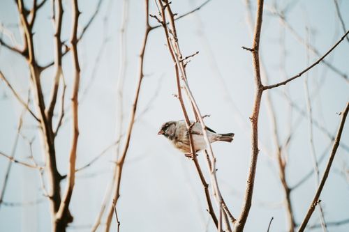 Free A sparrow perched on leafless branches against a pastel sky background, captured in daylight. Stock Photo