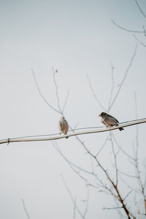 Free Couple of Finches in Winter Stock Photo